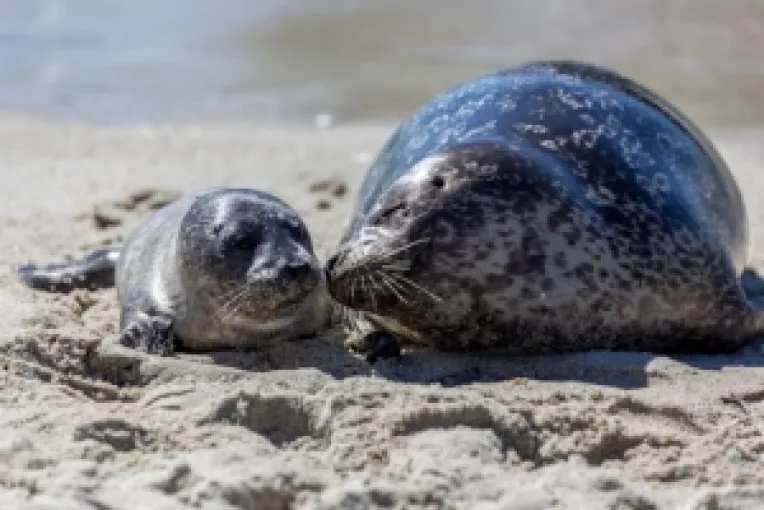 Pui de foca, masacrati pe o plaja turistica