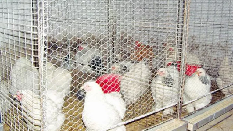 Vanzari de carne de pui de 700 milioane euro, in 2009